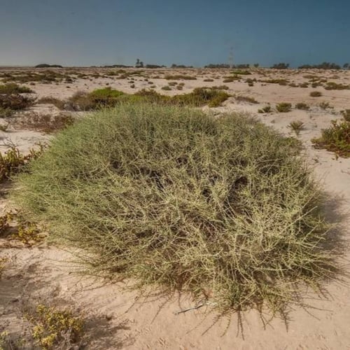 بذور شجيرة العراد الرعوية ( Salsola cyclophylla )