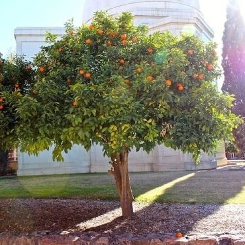 بذور النارنج - أصول الحمضيات ( CITRUS AURANTIUM )