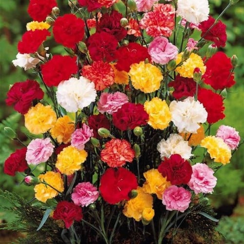 ‫بذور زهرة القرنفل‬ ( Dianthus caryophyllus )