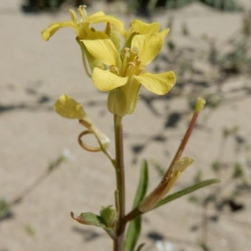 بذور عشبة السمارة - الحويرة ( Sisymbrium orientale...