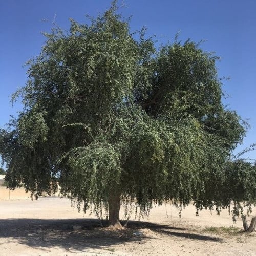 بذور شجرة الهجليج - اللالوب - تمر الصحراء ( Balani...