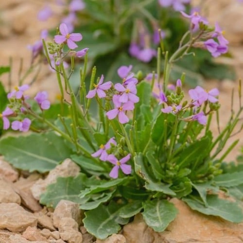 بذور عشبة اليهق - الجرجير البري ( Diplotaxis acris...