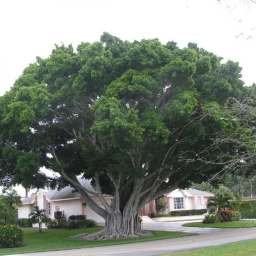 بذور شجرة الفيكس البنغالي ( Ficus benghalensis )