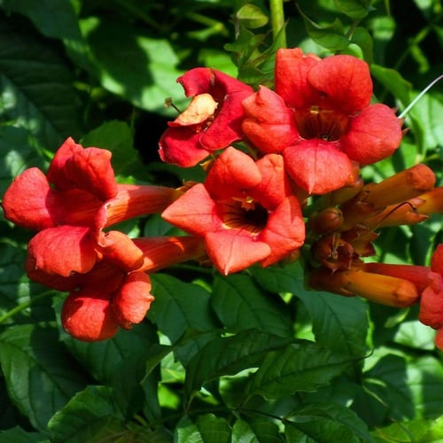 بذور متسلقة البوق ( Campsis radicans )