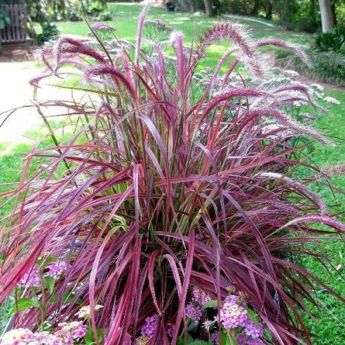 بذور عشبة الحلفاء الحمراء - النافورة ( Pennisetum...