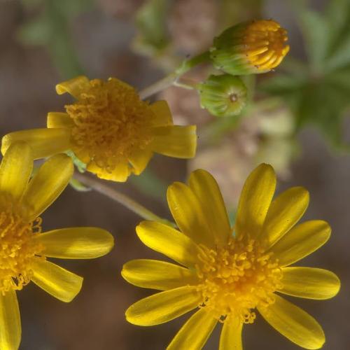 بذور عشبة الجرجار - النوير ( Senecio glaucus )