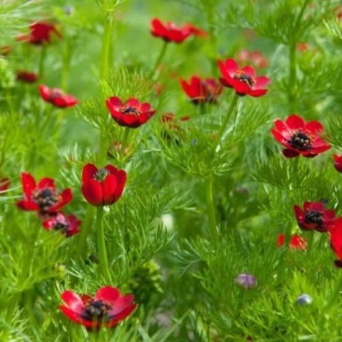 بذور زهور ادونيس ( Adonis annua )