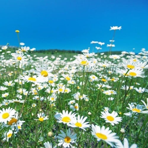 بذور زهرة البابونج ( Matricaria chamomilla )