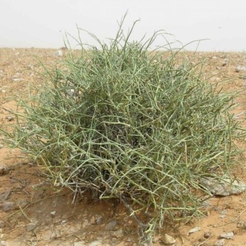 بذور عشبة العلندى - العدام الأخضر ( Ephedra Alata...