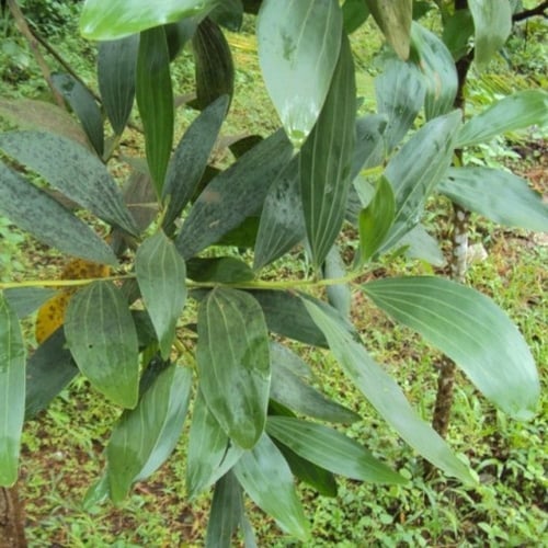 بذور شجرة طلح - أكاسيا مانقيوم‬ ( acacia mangium )