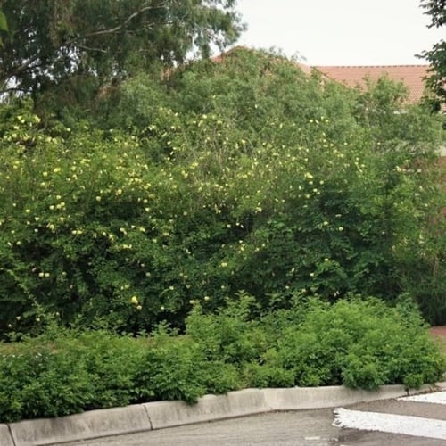 بذور شجيرة بوهينيا الصفراء ( bauhinia tomentosa )