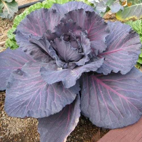 بذور الملفوف الارجواني - الكرنب الأحمر ( Brassica...