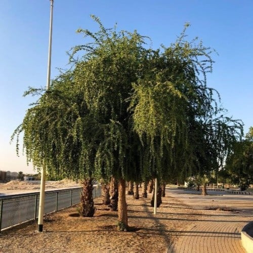 بذور شجرة الهجليج - اللالوب - تمر الصحراء ( Balani...