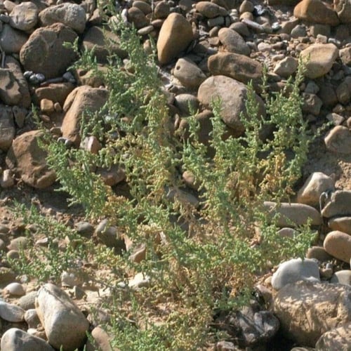 بذور شجيرة الفرس الرعوية ( Salsola tetrandra Forss...