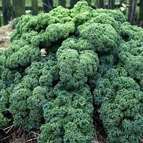 بذور نبات الكيل المجعد ( Brassica oleracea var )