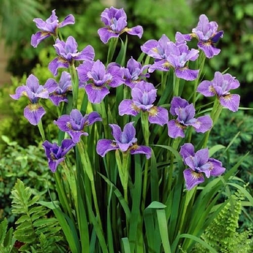 بذور السوسن البري ( moraea sisyrinchium )
