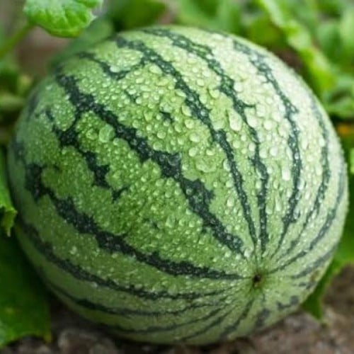 بذور البطيخ الكروي ( Citrullus lanatus )