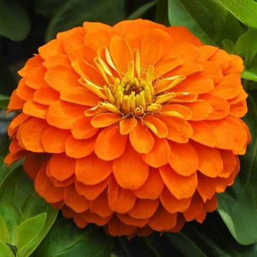 بذور زهرة الزينيا ( Zinnia elegans )