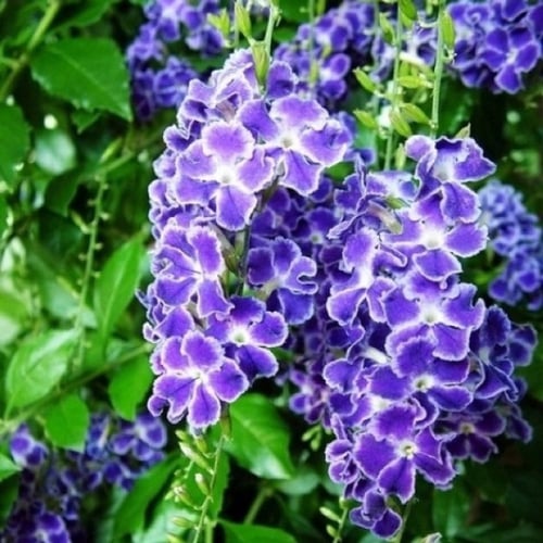 بذور شجيرة دورانتا ( duranta erecta )