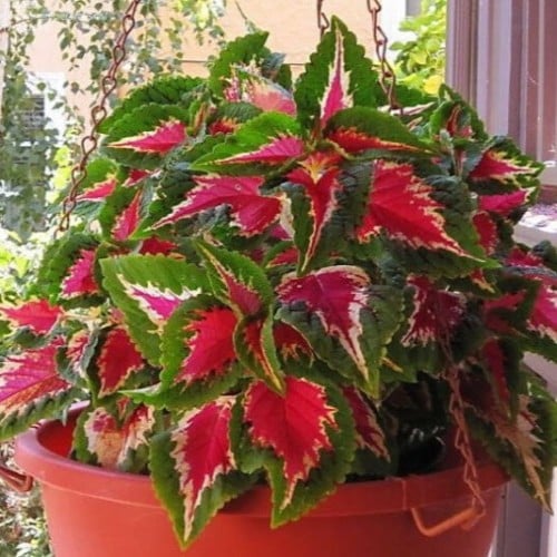 بذور زهرة السجاد ( Coleus Blume )