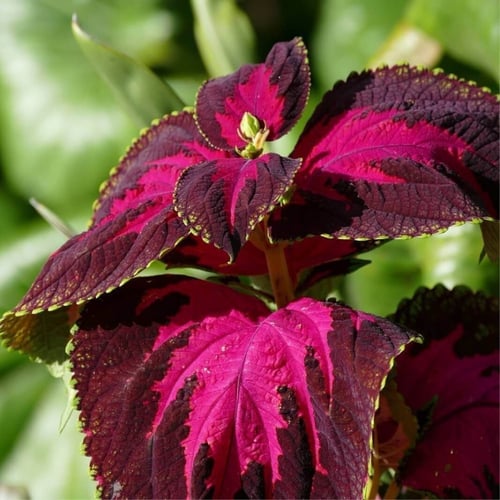 بذور زهرة السجاد ( Coleus Blume )