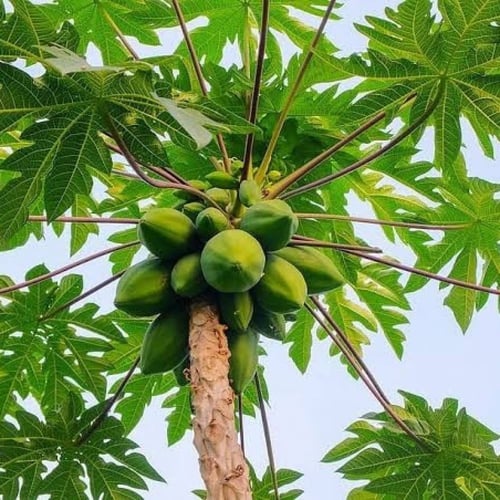 بذور البابايا التايلندية ( Carica papaya )