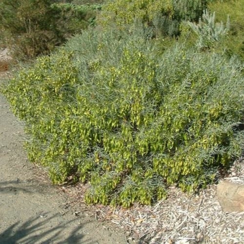 بذور ‫الجوجوبا‬ ( Simmondsia chinensis )