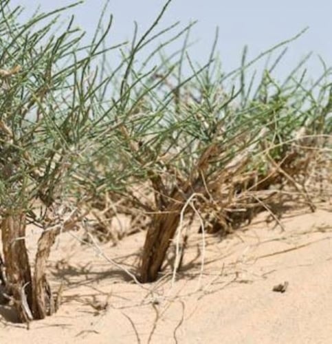 بذور شجيرة الرمث ( Haloxylon salicornicum )