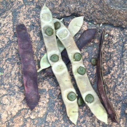 بذور شجرة طلح الضهيان - العسق ( Acacia asak )