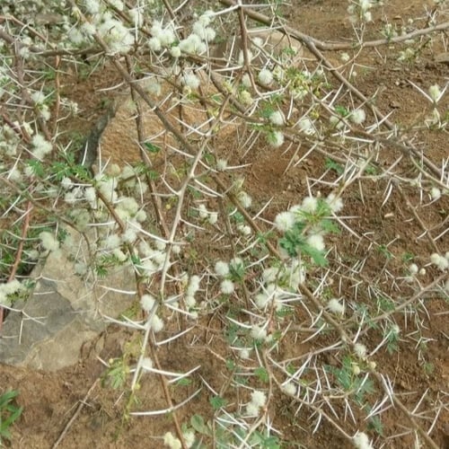 بذور سنط - طلح السيال ( Acacia johnwoodii )