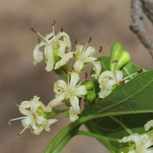 بذور شجرة البمبر - الهمبو - المخيط ( Cordia myxa )
