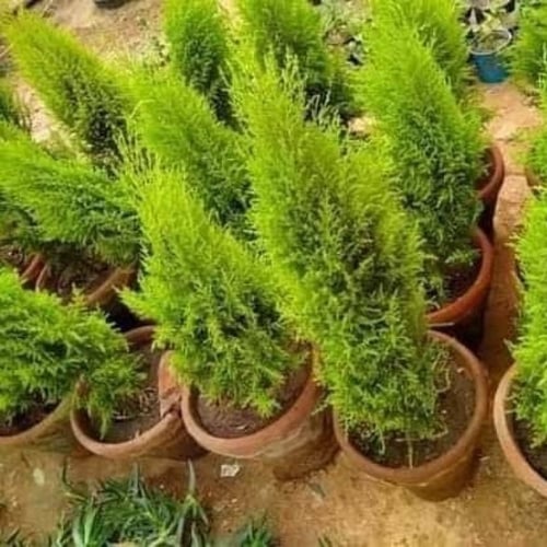 بذور شجرة‬ ‫السرو‬ ‫( Cupressus )