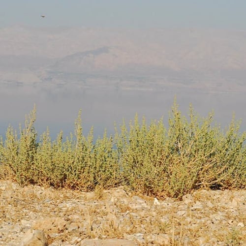 بذور شجيرة الشعران ( Anabasis setifera )