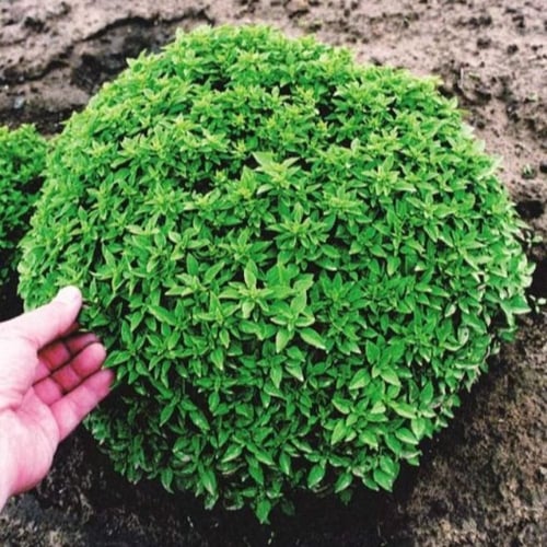 بذور الريحان الحار ( ocimum basilicum minimum )