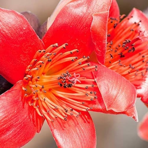 بذور شجرة البومباكس ( Bombax ceiba )