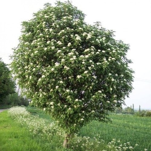 بذور شجرة السمن ( Sorbus aucuparia )