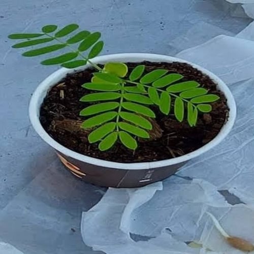 بذور شجرة البونسيانا الصفراء - بلتفورم ( Peltophor...