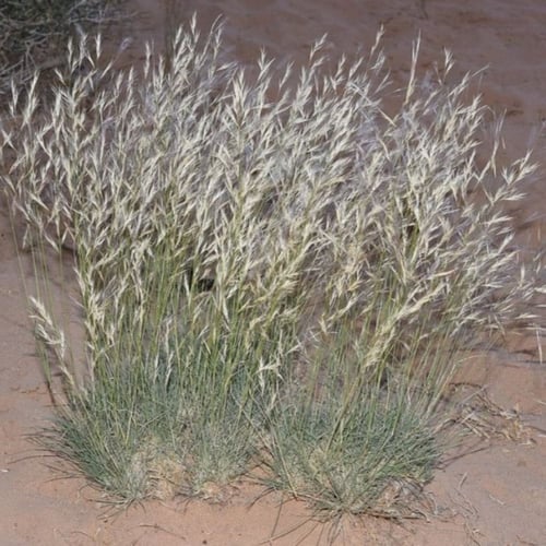 بذور عشبة النصي ( Stipagrostis )