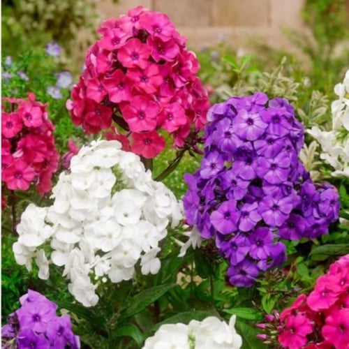 بذور زهرة القبس - الفلوكس ( Phlox )