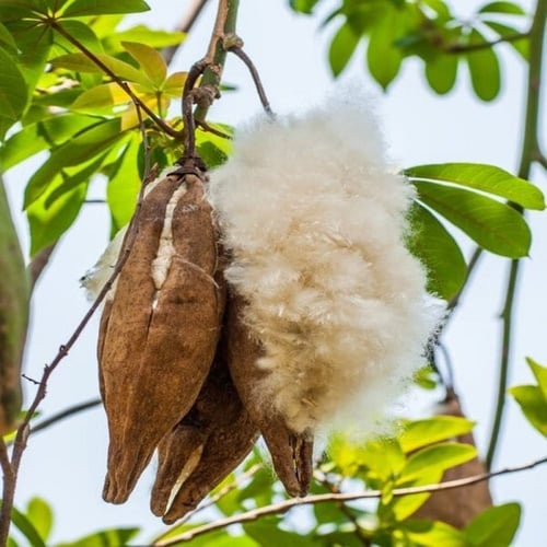 ‫بذور شجرة الكابوك‬ ( Ceiba pentandra )