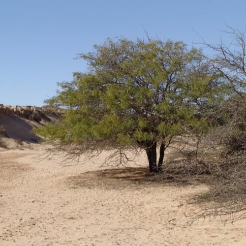 بذور شجرة الحراز النادرة - السنط الابيض ( Faidherb...