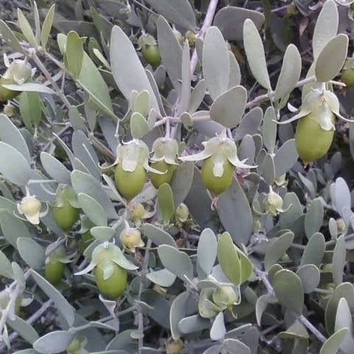 بذور ‫الجوجوبا‬ ( Simmondsia chinensis )