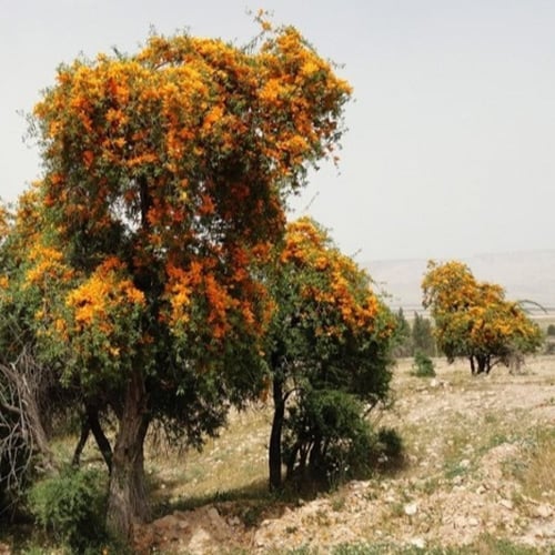 بذور شجرة الفرفارة ( Tecomella undulata )