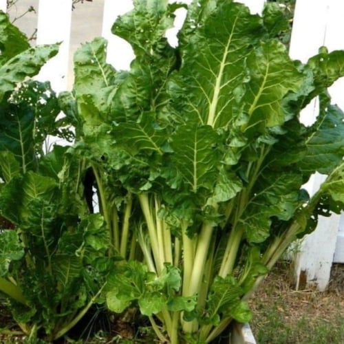 بذور نبات السلق ( Beta vulgaris subsp )