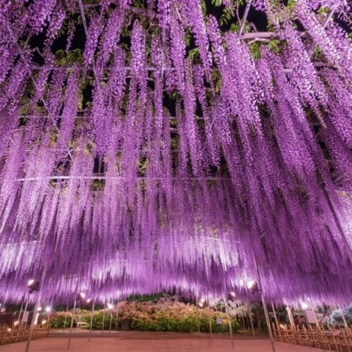 بذور شجرة ويستيريا البنفسجية ( Wisteria sinensis )