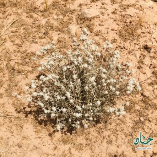 بذور عشبة الجعد العطرية ( Teucrium polium )