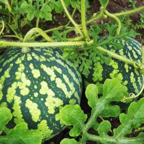 بذور البطيخ الكروي ( Citrullus lanatus )