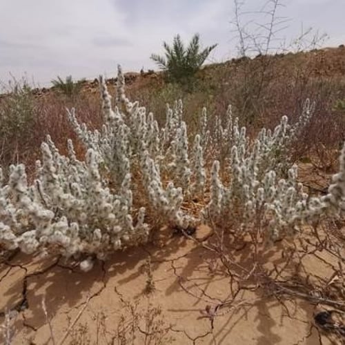 بذور شجيرة القطينة ( Bassia eriophora )