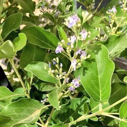 بذور شجيرة الوايتكس