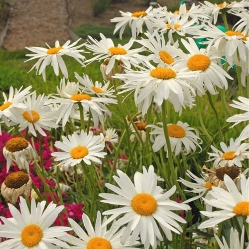 بذور أقحوان شاستا الكبير ( Leucanthemum × superbum...